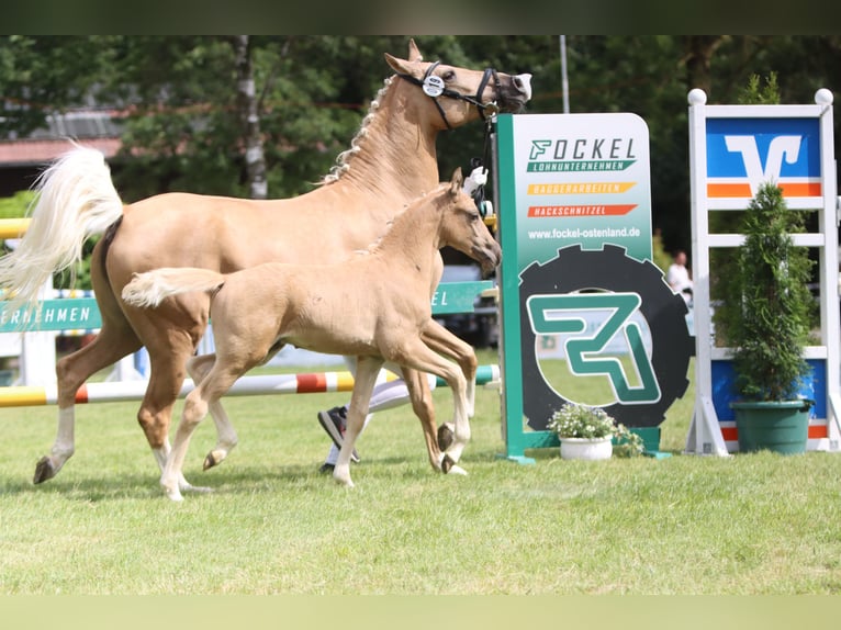 Poney de selle allemand Étalon Poulain (05/2026) Palomino in Lübbecke