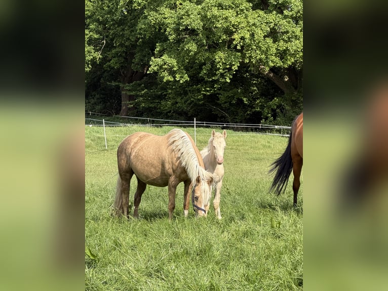 Poney de selle allemand Étalon Poulain (03/2026) Perlino in Hanerau-Hademarschen