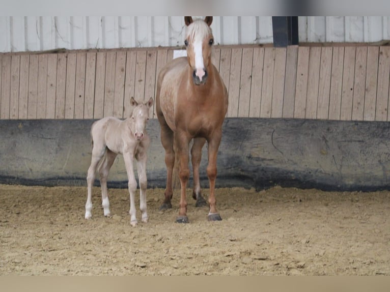 Poney de selle allemand Étalon Poulain (04/2026) Perlino in Castrop-Rauxel