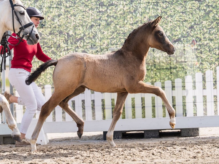 Poney de selle allemand Étalon Poulain (02/2026) Peut devenir gris in Münster-Handorf