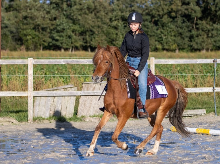 Poney de selle allemand Hongre 10 Ans 132 cm Alezan in Geeste