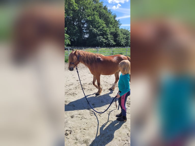 Poney de selle allemand Hongre 10 Ans 132 cm Alezan in Geeste