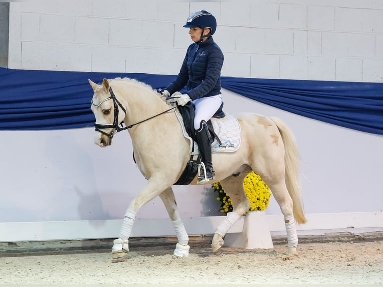 Poney de selle allemand Hongre 10 Ans 133 cm Palomino in Marsberg