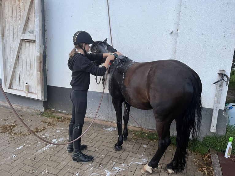 Poney de selle allemand Croisé Hongre 10 Ans 135 cm Noir in Bodenwerder