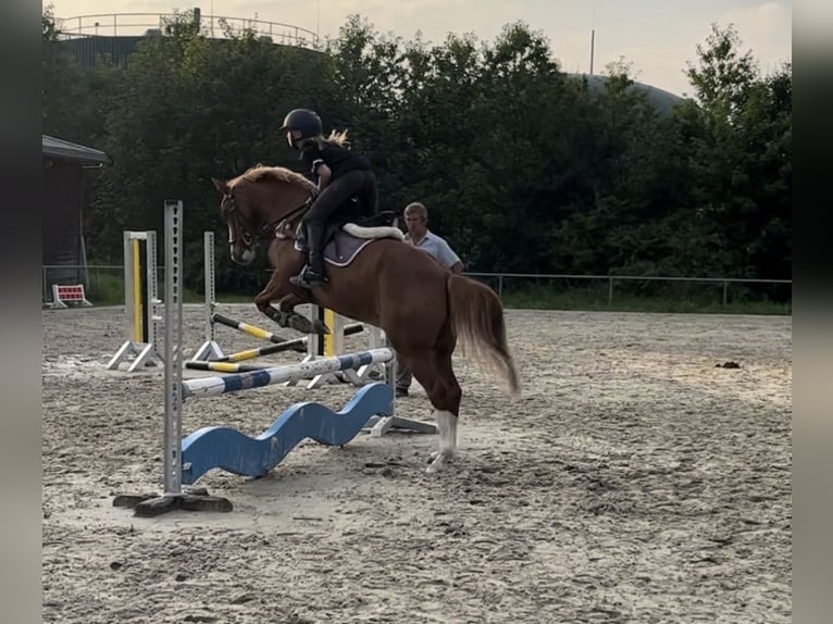 Poney de selle allemand Hongre 10 Ans 142 cm Alezan in Abbenrode