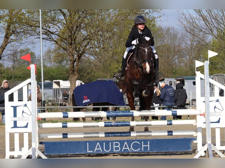 Poney de selle allemand Hongre 10 Ans 142 cm Bai in Dannenberg (Elbe) Soven