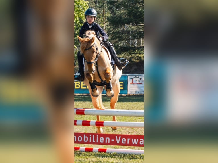 Poney de selle allemand Hongre 10 Ans 143 cm Isabelle in Cröchern