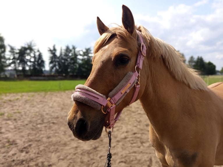Poney de selle allemand Hongre 10 Ans 143 cm Isabelle in Cröchern