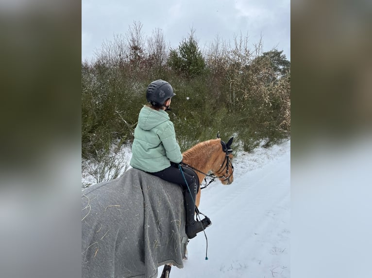 Poney de selle allemand Hongre 10 Ans 143 cm Isabelle in Cröchern