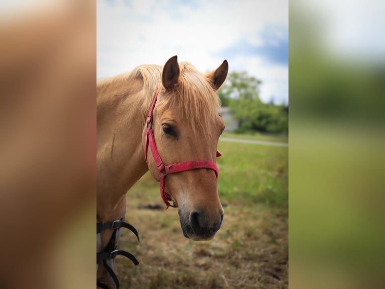Poney de selle allemand Hongre 10 Ans 143 cm Isabelle in Cröchern