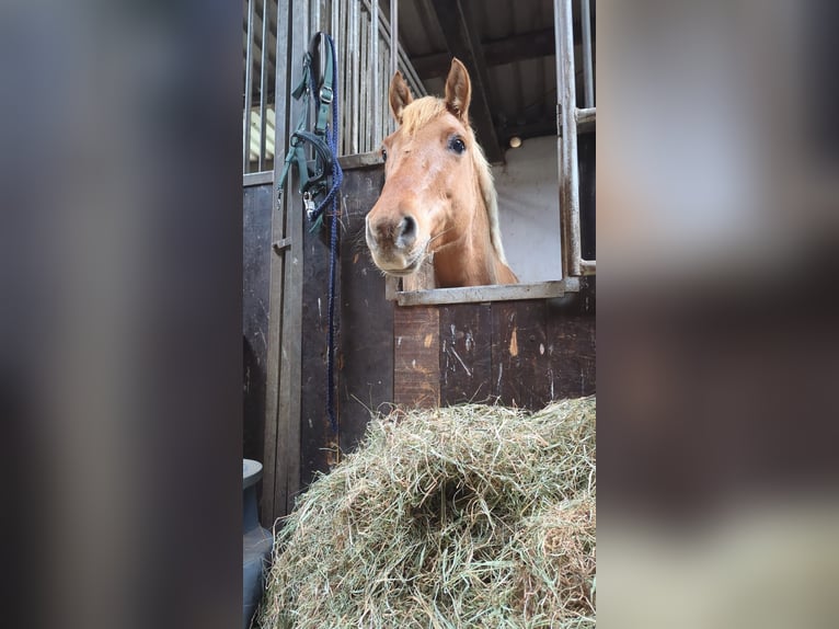 Poney de selle allemand Hongre 10 Ans 143 cm Isabelle in Cröchern