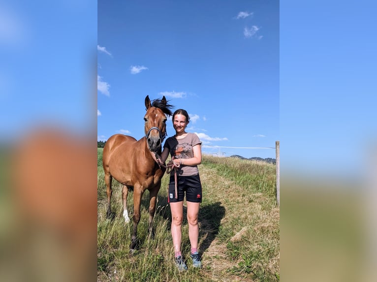 Poney de selle allemand Croisé Hongre 10 Ans 144 cm Bai in Freiburg im Breisgau