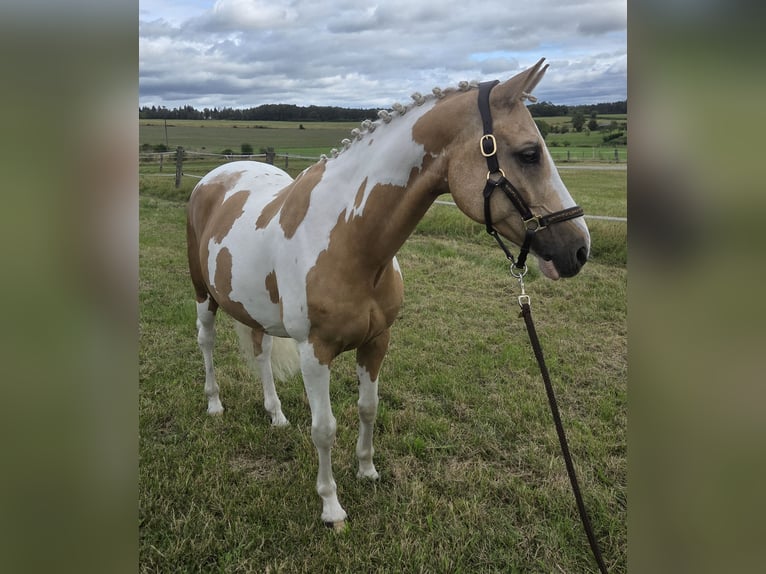 Poney de selle allemand Hongre 10 Ans 144 cm Palomino in Paderborn