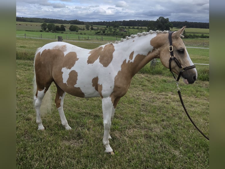 Poney de selle allemand Hongre 10 Ans 144 cm Palomino in Paderborn
