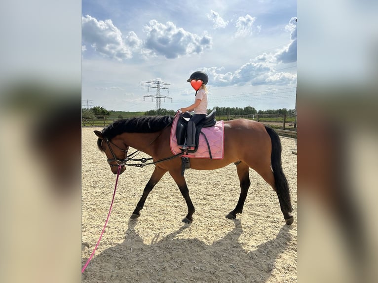 Poney de selle allemand Croisé Hongre 10 Ans 145 cm Bai in Hetzles
