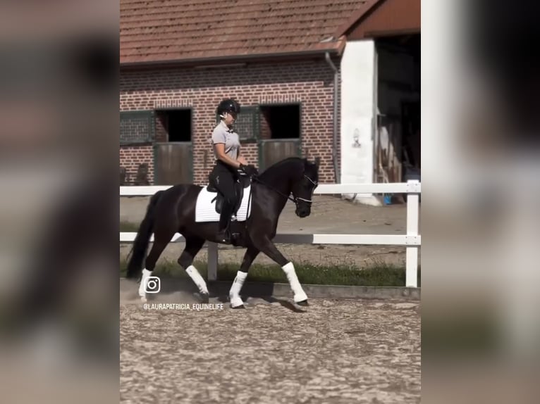 Poney de selle allemand Hongre 10 Ans 146 cm Noir in Stuhr