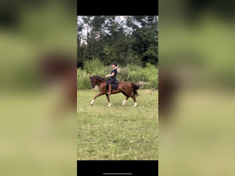 Poney de selle allemand Hongre 10 Ans 147 cm Alezan brûlé in Geretsried