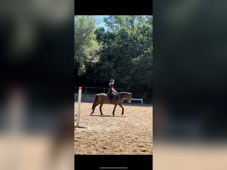 Poney de selle allemand Hongre 10 Ans 147 cm Alezan brûlé in Karlsfeld