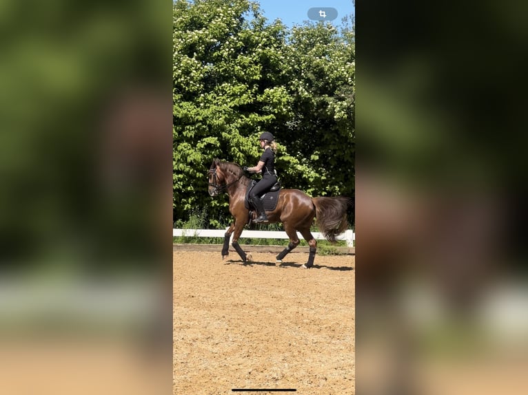 Poney de selle allemand Hongre 10 Ans 147 cm Alezan brûlé in Karlsfeld