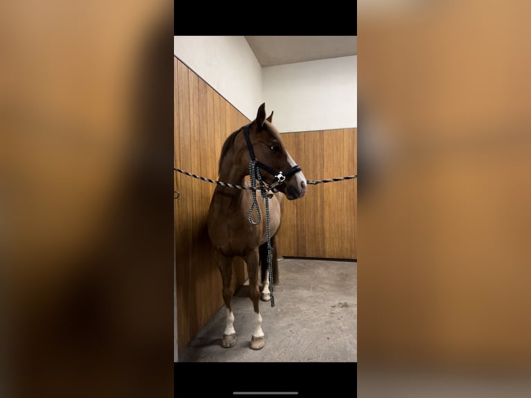 Poney de selle allemand Hongre 10 Ans 147 cm Alezan brûlé in Karlsfeld