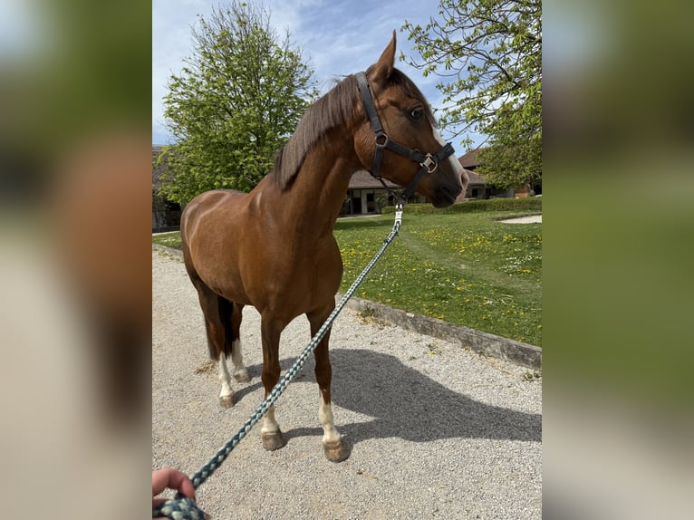 Poney de selle allemand Hongre 10 Ans 147 cm Alezan brûlé in Karlsfeld