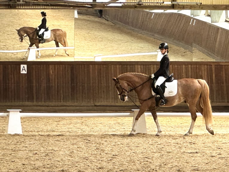 Poney de selle allemand Hongre 10 Ans 147 cm Alezan in Hamburg