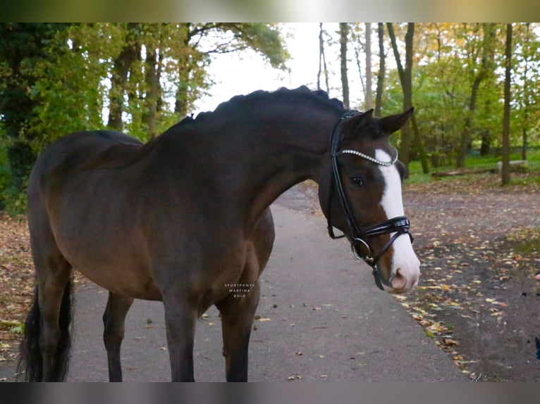 Poney de selle allemand Hongre 10 Ans 147 cm Bai in Recke, bei Osnabrück