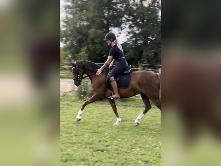 Poney de selle allemand Hongre 10 Ans 148 cm Alezan in Dachau