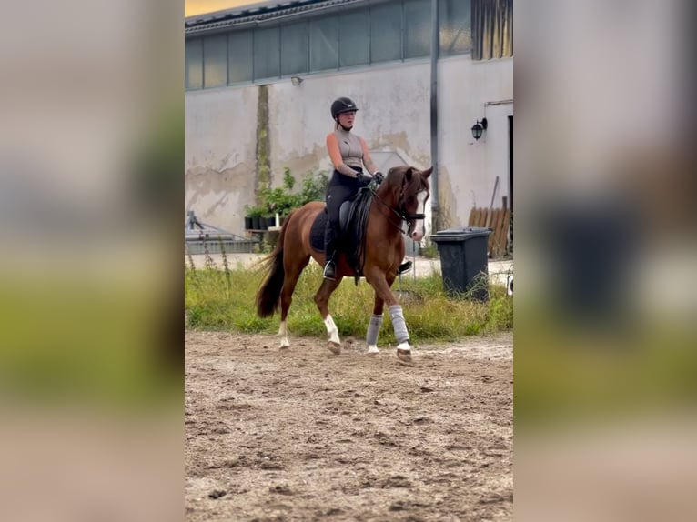 Poney de selle allemand Hongre 10 Ans 148 cm Alezan in Dachau