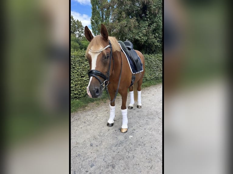 Poney de selle allemand Hongre 10 Ans 148 cm Alezan in Fuldabr&#xFC;ck