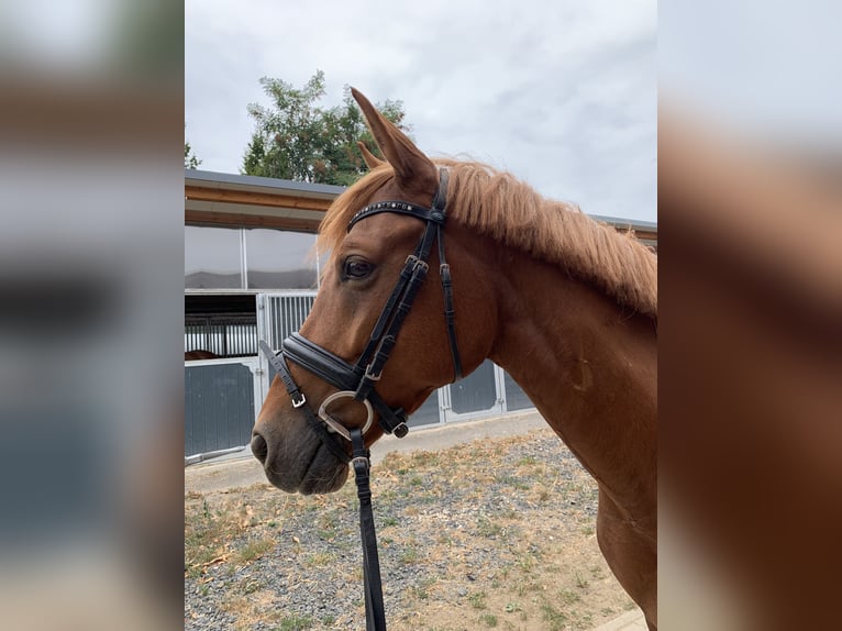 Poney de selle allemand Hongre 10 Ans 148 cm Alezan in Pulheim