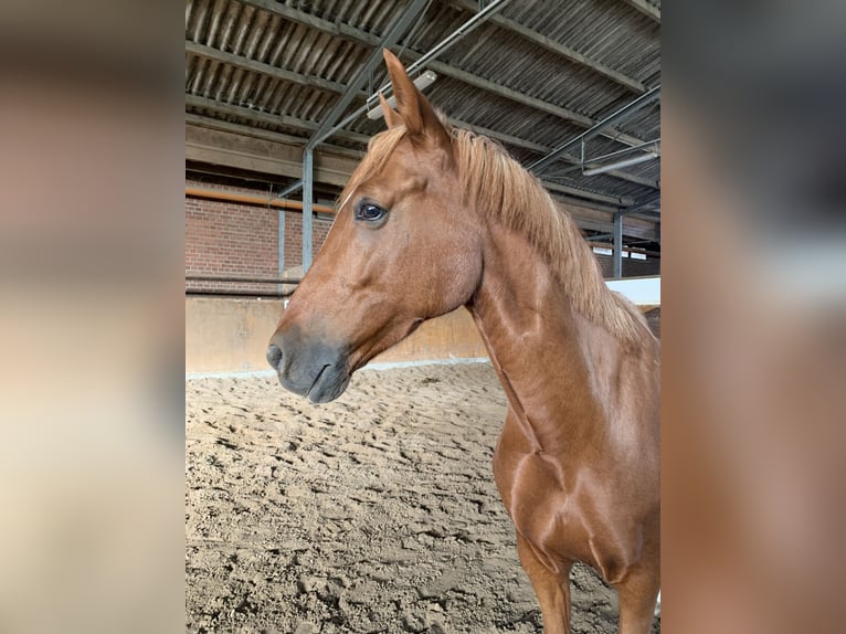 Poney de selle allemand Hongre 10 Ans 148 cm Alezan in Pulheim