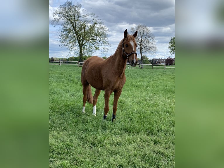 Poney de selle allemand Hongre 10 Ans 148 cm Alezan in Pulheim