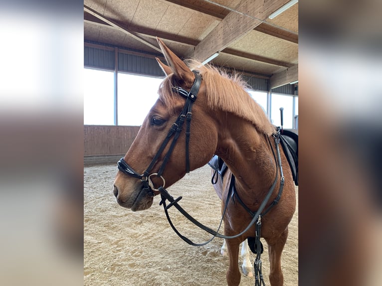 Poney de selle allemand Hongre 10 Ans 148 cm Alezan in Pulheim