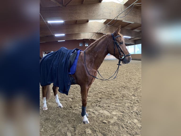Poney de selle allemand Hongre 10 Ans 148 cm Alezan in Pulheim