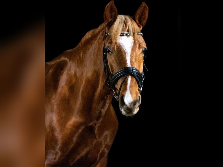 Poney de selle allemand Hongre 10 Ans 148 cm Alezan in Pulheim
