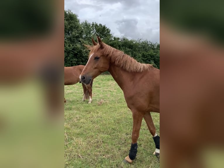 Poney de selle allemand Hongre 10 Ans 148 cm Alezan in Pulheim