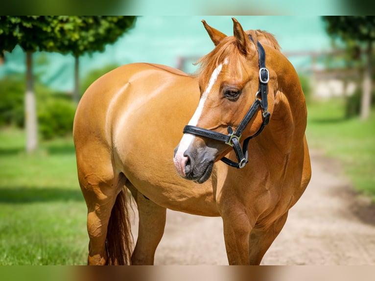 Poney de selle allemand Hongre 10 Ans 148 cm Alezan in Oberursel