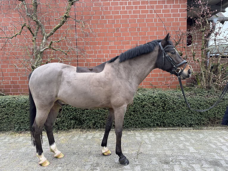 Poney de selle allemand Hongre 10 Ans 148 cm Bai brun in Senden