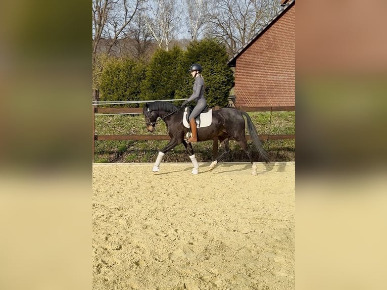 Poney de selle allemand Hongre 10 Ans 148 cm Bai brun in Emmerthal