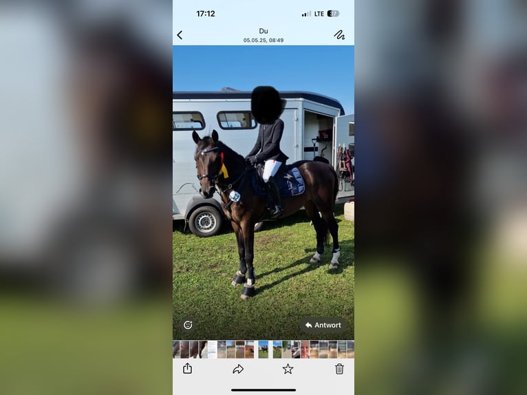 Poney de selle allemand Hongre 10 Ans 148 cm Bai brun in M&#xFC;nzenberg