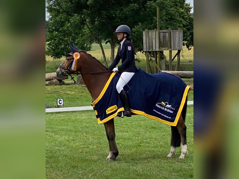 Poney de selle allemand Hongre 10 Ans 148 cm Bai in Niddatal