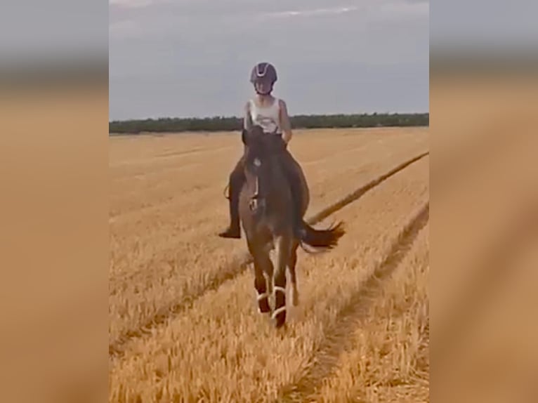 Poney de selle allemand Hongre 10 Ans 148 cm Bai in Niddatal