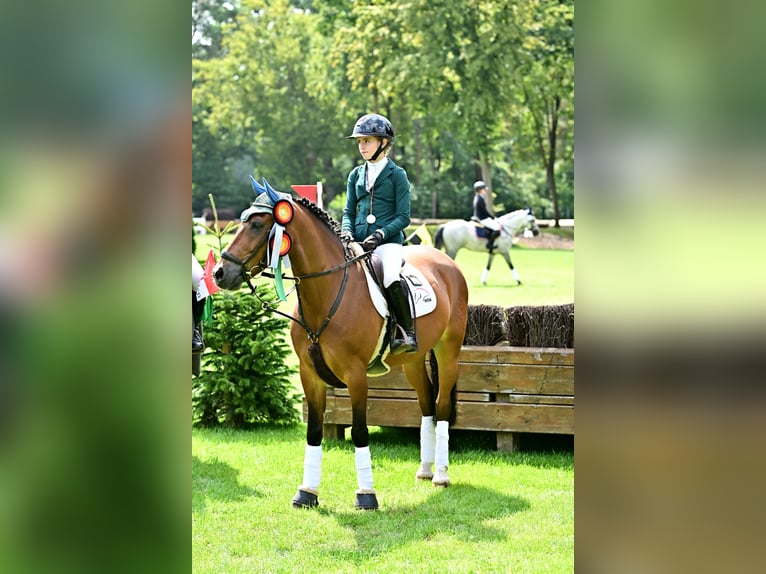 Poney de selle allemand Hongre 10 Ans 148 cm Bai in Bruchhausen-Vilsen