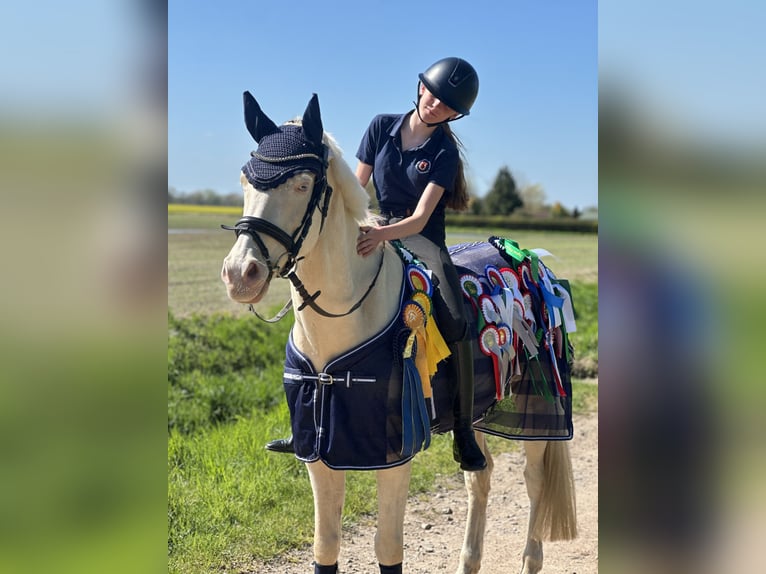 Poney de selle allemand Hongre 10 Ans 148 cm Cremello in Neustadt (Dosse)