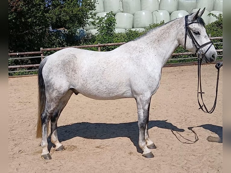 Poney de selle allemand Hongre 10 Ans 148 cm Gris in Drochtersen