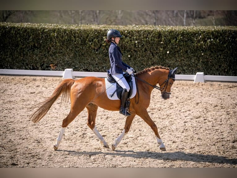 Poney de selle allemand Hongre 10 Ans 148 cm Isabelle in Köln