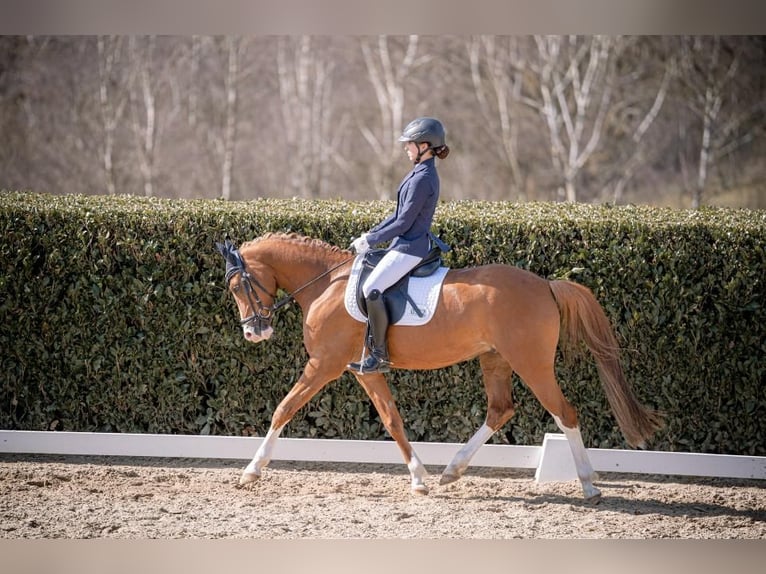 Poney de selle allemand Hongre 10 Ans 148 cm Isabelle in Köln