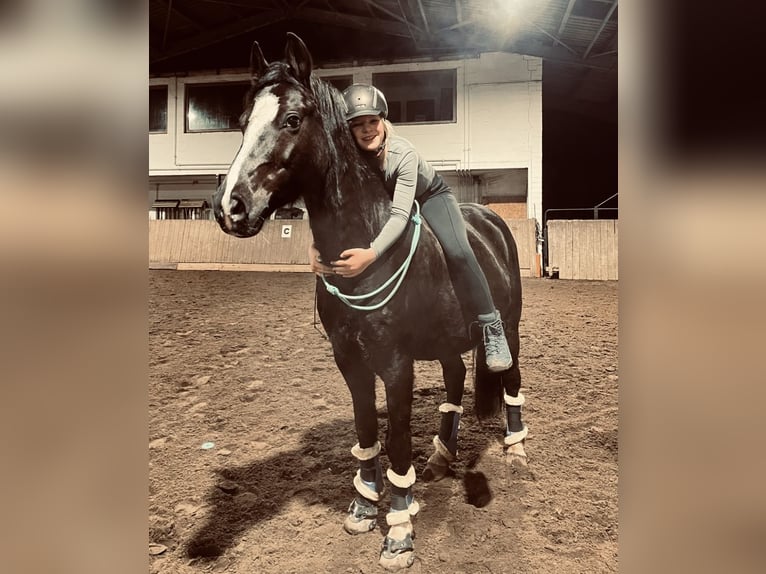 Poney de selle allemand Hongre 10 Ans 148 cm Noir in Isernhagen