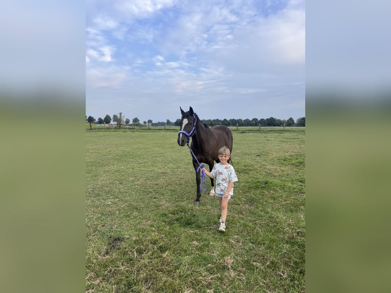 Poney de selle allemand Hongre 10 Ans 148 cm Noir in Isernhagen